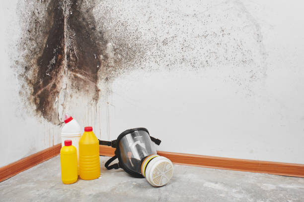 Best Same-Day Mold Removal  in Harleigh, PA