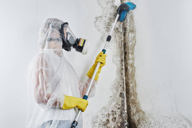 Best Residential Mold Removal  in Harleigh, PA