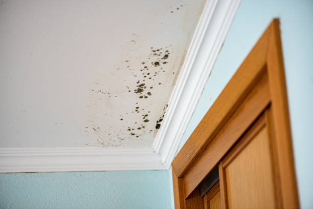 Best Mold Removal Near Me  in Harleigh, PA