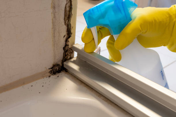 Mold Testing and Removal in Harleigh, PA