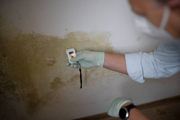 Best Fast Mold Removal  in Harleigh, PA