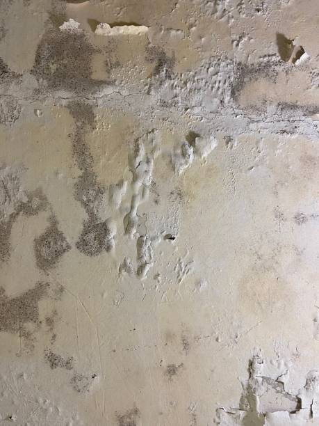 Best Same-Day Mold Removal  in Harleigh, PA