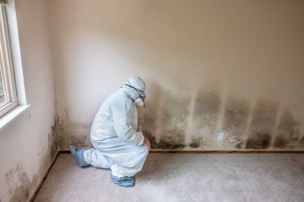 Best Residential Mold Removal  in Harleigh, PA