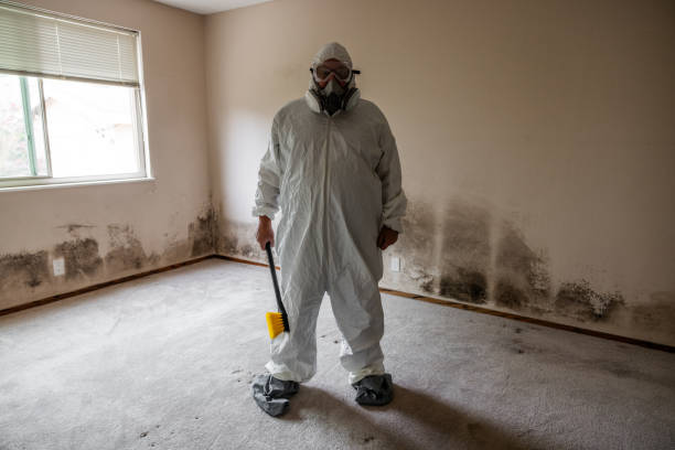 Best Mold Remediation  in Harleigh, PA