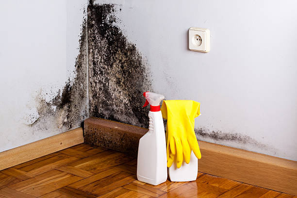 Best Mold Removal Company Near Me  in Harleigh, PA