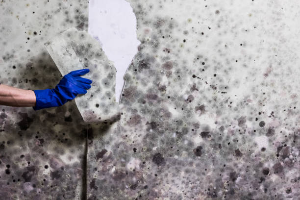 Best Affordable Mold Removal  in Harleigh, PA