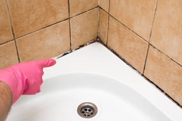 Best Water Damage Restoration  in Harleigh, PA