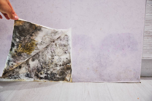 Best Professional Mold Removal  in Harleigh, PA